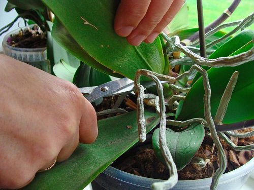 What to with Orchids After they Bloom 2