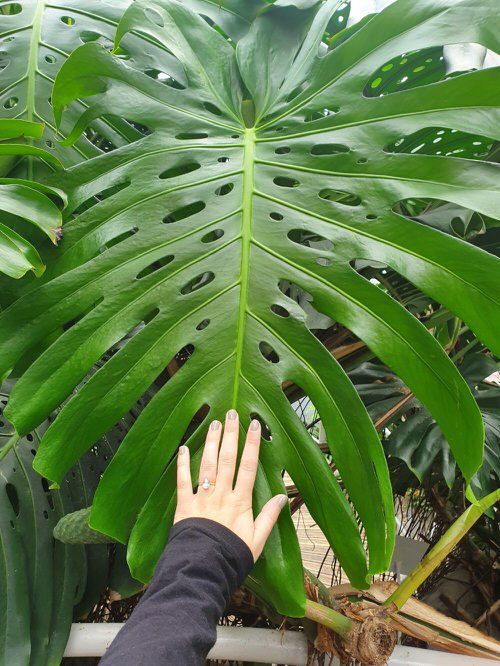 How to Grow a Big Beautiful Monstera 5