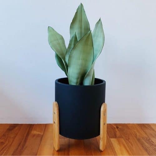 Types of Snake Plant - Sansevieria ‘Moonshine’