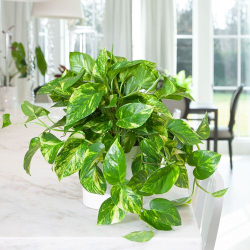 Best Low Light Pothos