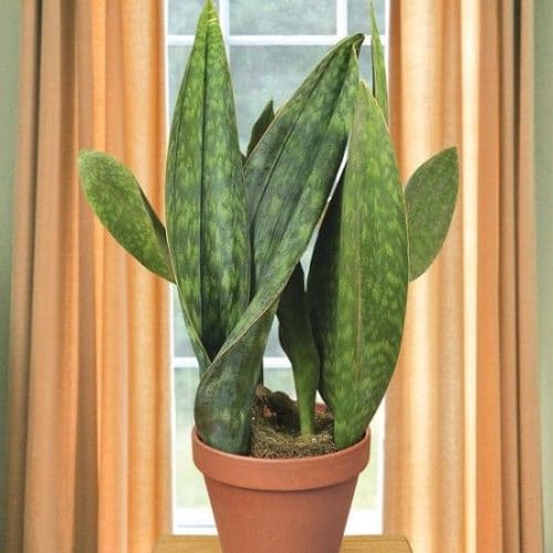 Types of Snake Plant - Sansevieria ‘Moonshine’