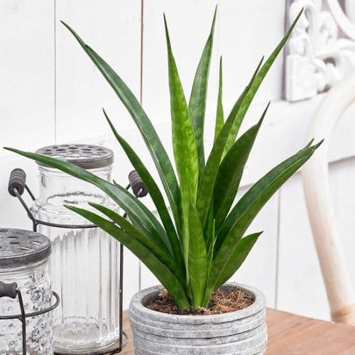 Types of Snake Plant -Sansevieria masoniana ‘Mason congo’