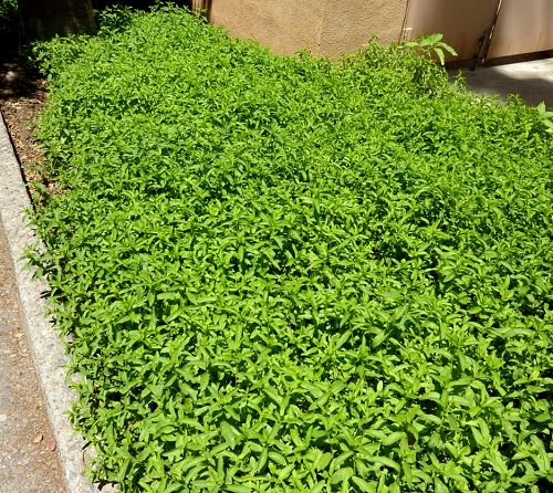 mint ground cover in garden