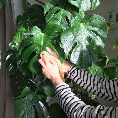 How to Grow a Big Beautiful Monstera 2