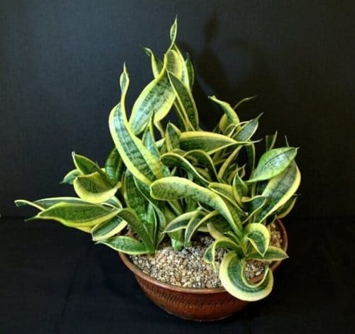 Types of Snake Plant-Sansevieria trifasciata ‘Twist’