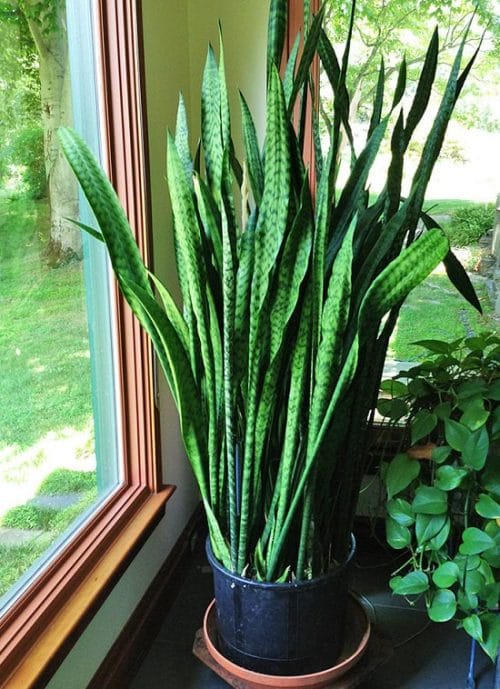 Types of Snake Plant-Sansevieria zeylanica ‘Ceylon Bowstring Hemp’