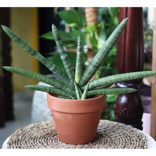 Types of Snake Plant-Sansevieria Cylindrica ‘Boncel’