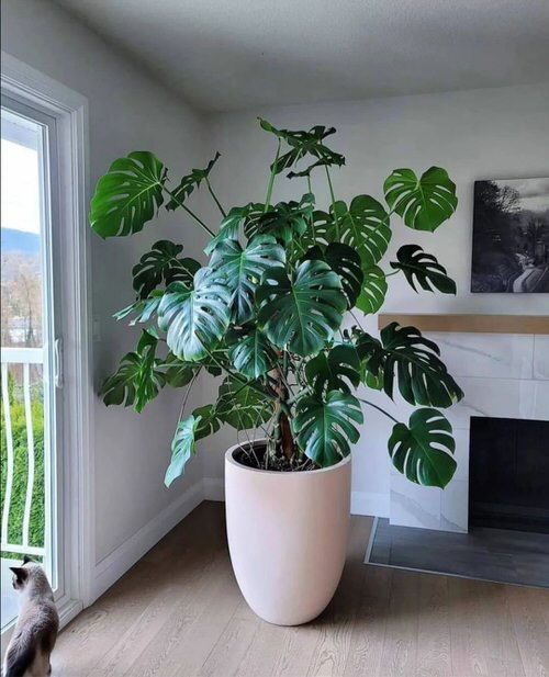 Big and Bold Monstera 2