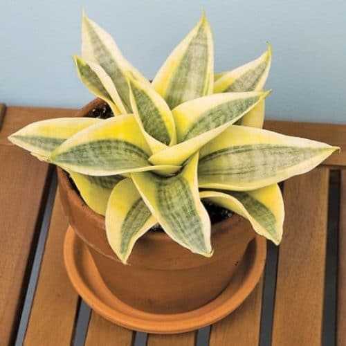 Types of Snake Plant-Sansevieria ‘Golden hahnii’