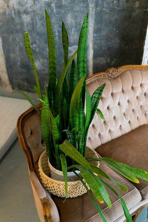 Types of Snake Plant-Sansevieria longiflora