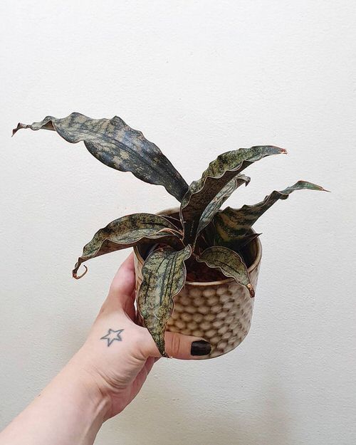  Types of Snake Plant-Sansevieria Coppertone