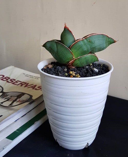  Types of Snake Plant-Sansevieria Ehrenbergii ‘Banana’