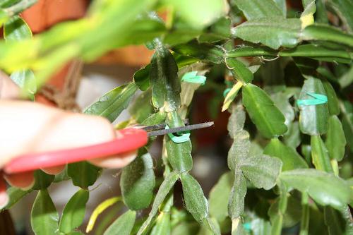 Pruning the plant at the right time