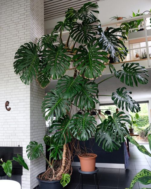 How to Grow a Big Beautiful Monstera