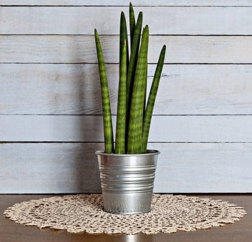 Types of Snake Plant -Sansevieria ‘Cylindrica’ 