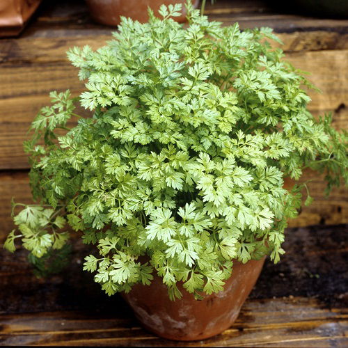 beautiful Herbs You Can Grow in Fall/Autumn 