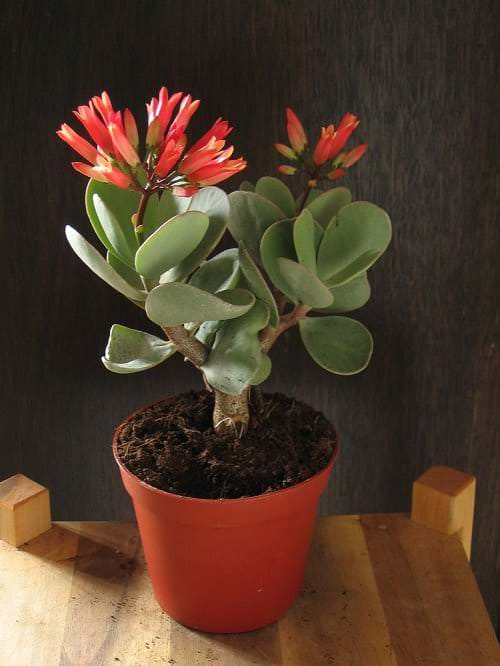 Beautiful Kalanchoe Types 5