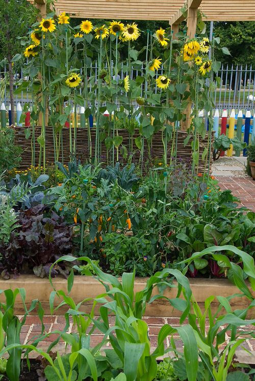 Sunflowers Companion Plants for Okra 12