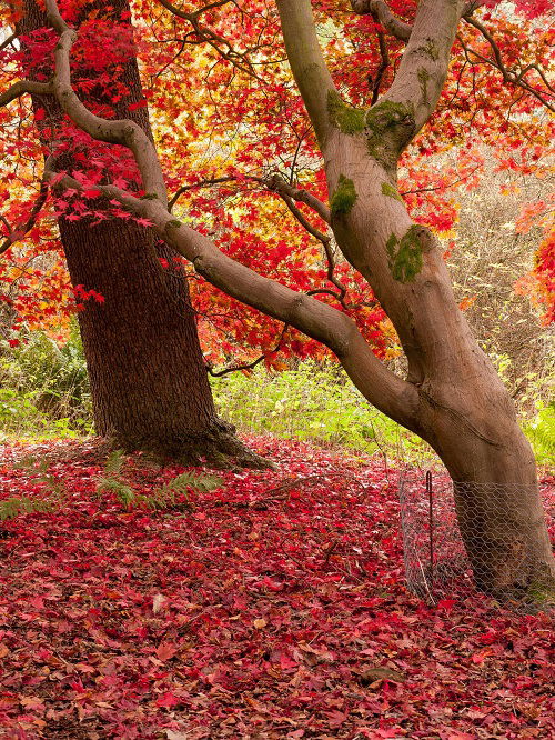 Ways to Use Fallen Leaves in September 1