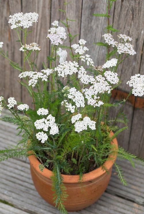 yarrow is Bee Balm Companion Plants