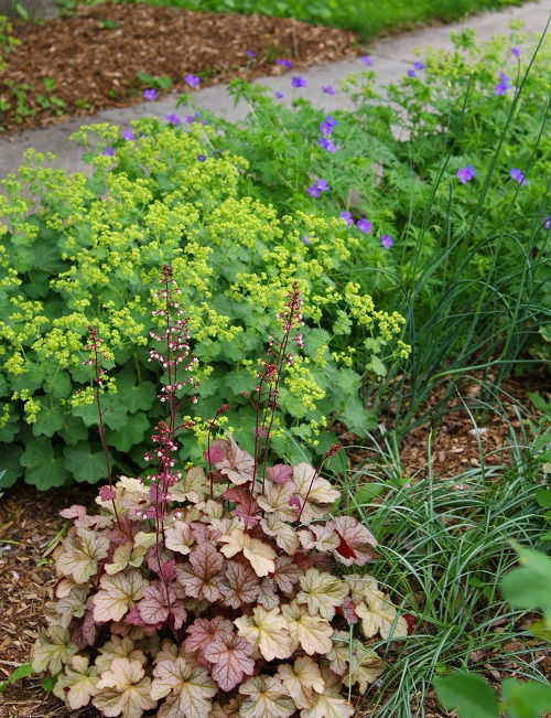 Plants to Grow with Heuchera