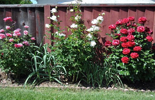 Rose companion plants to ward against pests 3