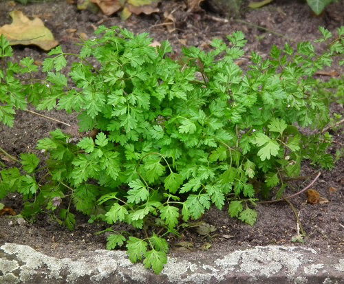 Strawberry Companion Plants