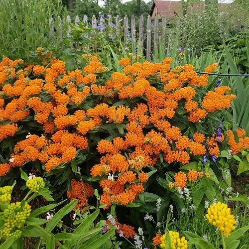 butterfly weed is Bee Balm Companion Plants