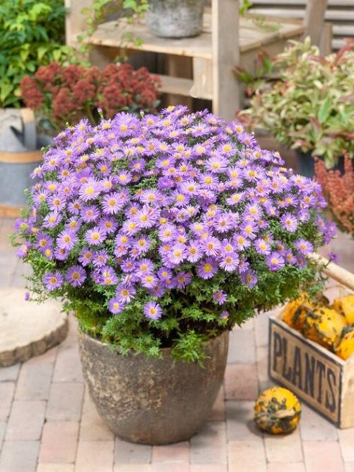 Aster is Bee Balm Companion Plants