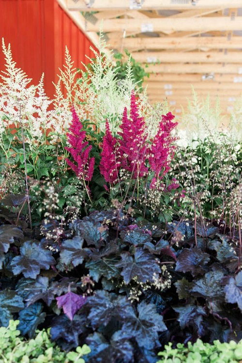 Plants to Grow with Heuchera 2