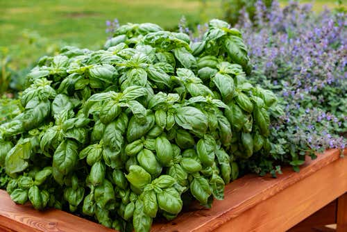 Basil Harvesting Tricks No One Ever Told You 12