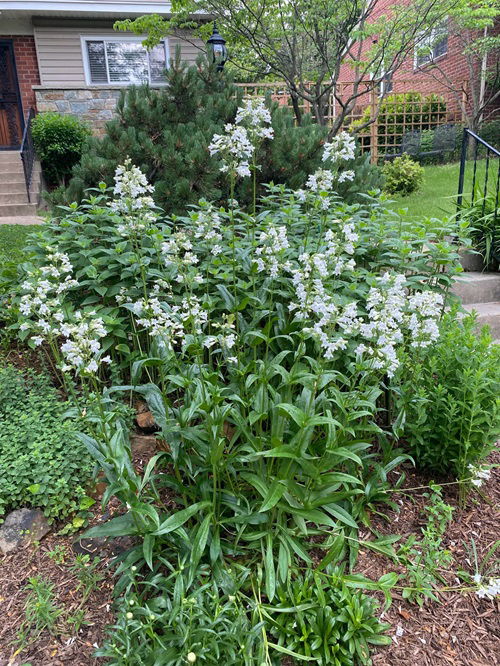 best Short-Lived Perennials in garden