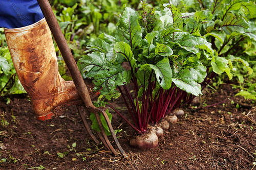 beetroot is bad Strawberry Companion Plants