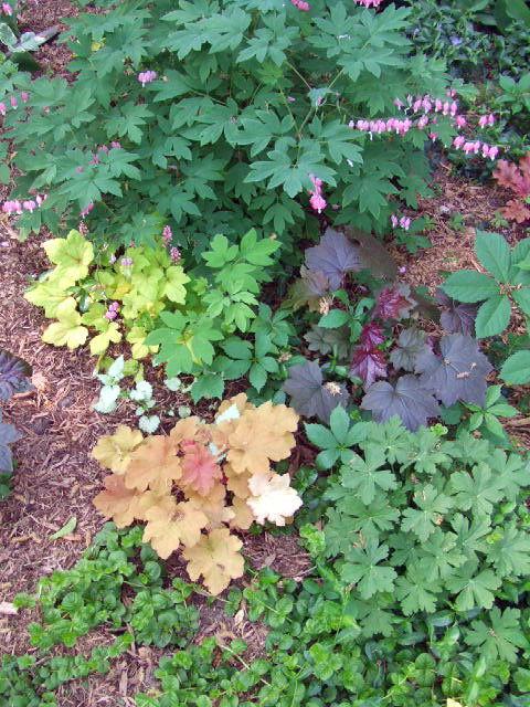 Plants to Grow with Heuchera 3