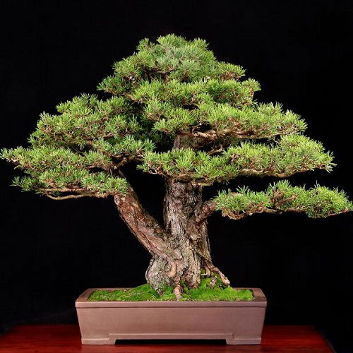 Tabletop Garden bonsai ideas