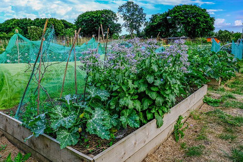 best Companion Plants for Carrots