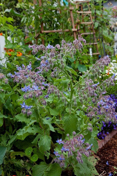 Borage are Sunflower Companion Plants