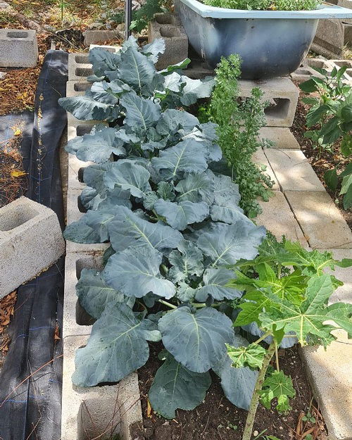 broccoli are Sunflower Companion Vegetables