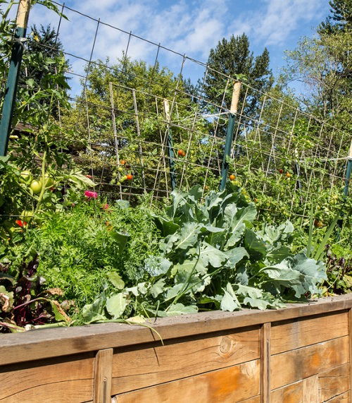 cabbage Companion Plants for Carrots