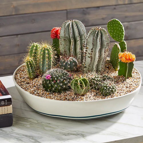 Beautiful Tabletop cactus Garden Ideas for Your Home