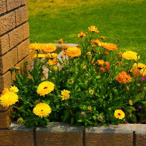 calendula are Sunflower Companion Plants