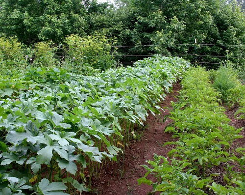 Okra companion pepper