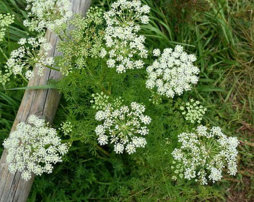 Strawberry Companion Plants 3