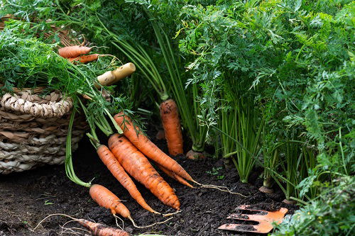 Bad Carrot Companion Plants