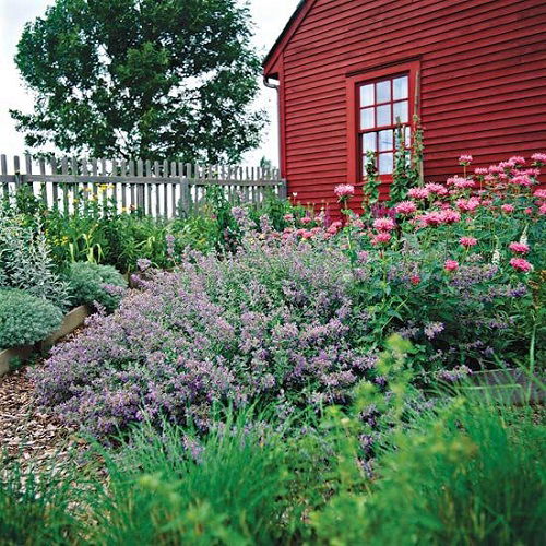 catmint is Bee Balm Companion Plants