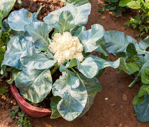 cauliflower Companion Plants for Carrots