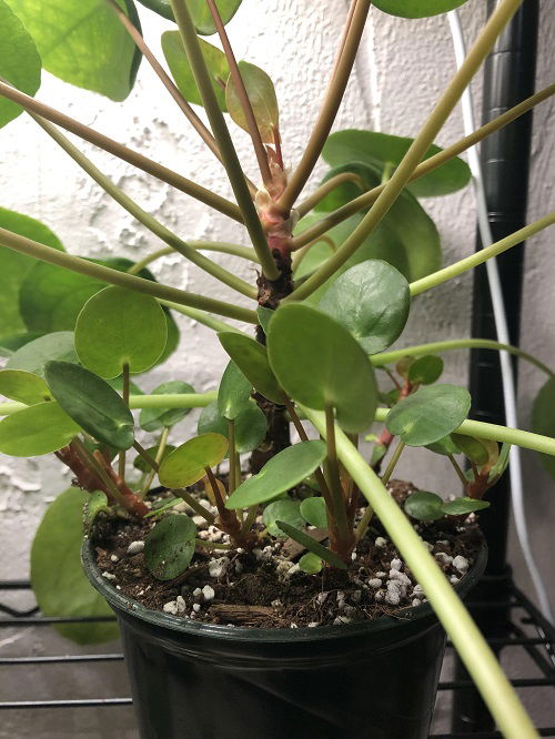 chinese money plant with pups 