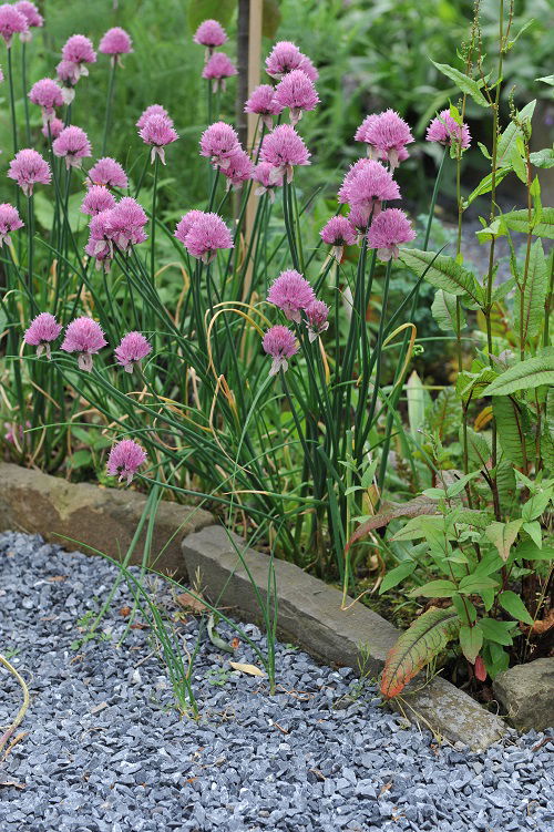 Plants Together with Roses to Keep Pests Away 2