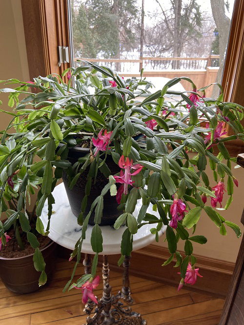 Christmas Cactus Growing Slowly? 7 Reasons Why