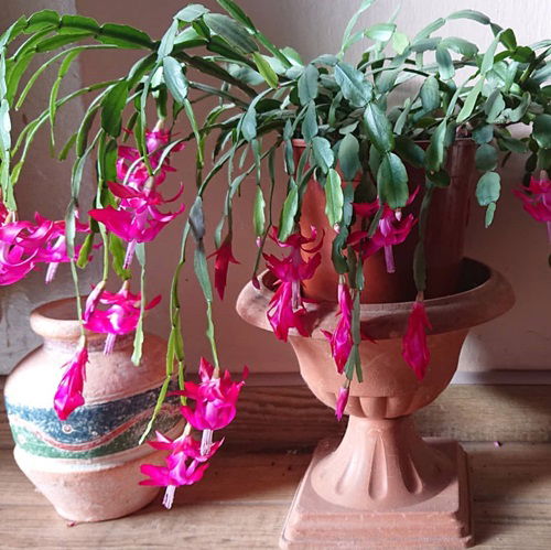 What To Do After Christmas Cactus Bloom